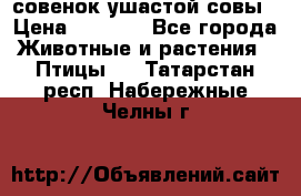 совенок ушастой совы › Цена ­ 5 000 - Все города Животные и растения » Птицы   . Татарстан респ.,Набережные Челны г.